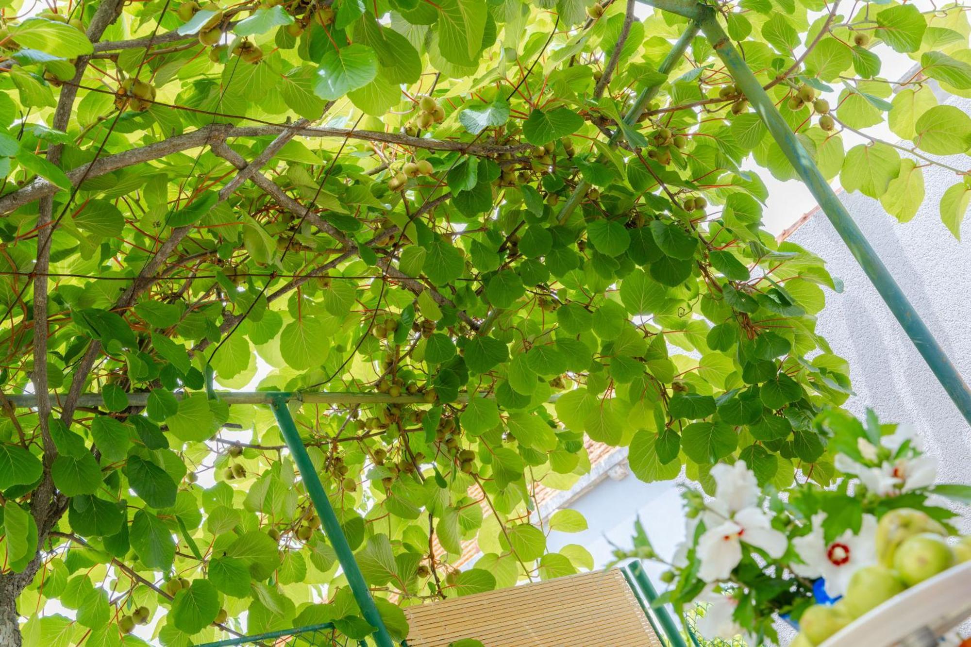 Garden Apartment Vela Luka Exterior foto
